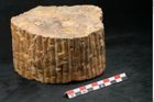 Foto (Seitenansicht) von Sigillaria sp. (NHMW-GEO-2024-0188-11102)